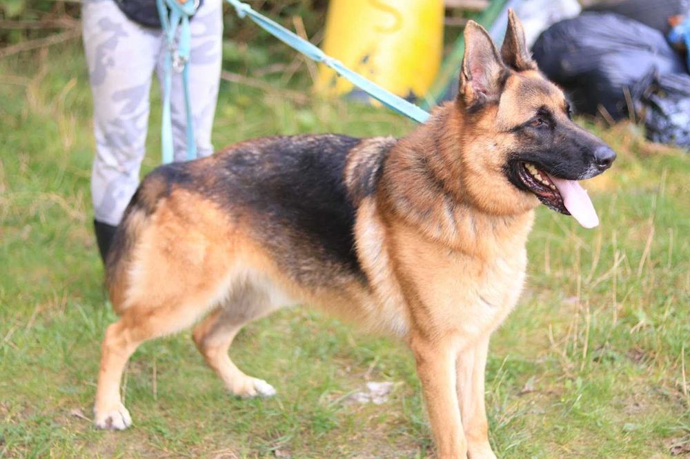 Negev - OWCZAREK niemiecki 5-letni, domowy, trzyma czystosc. [FILMIK]