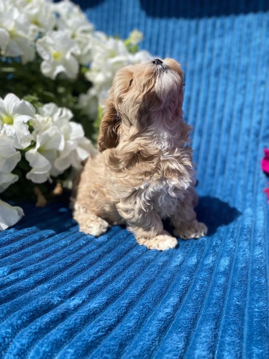 Карамельні міні мальтипу ф1