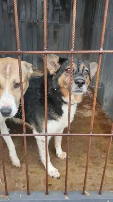 Спайк шукає сім'ю