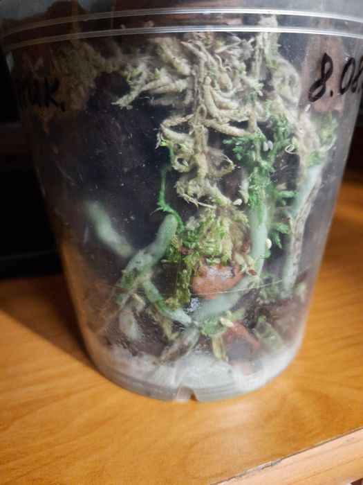 Орхидея фаленопсис Пират Пикоти с деткой.  .