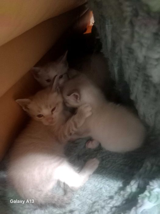 Gatinhos para oferecer