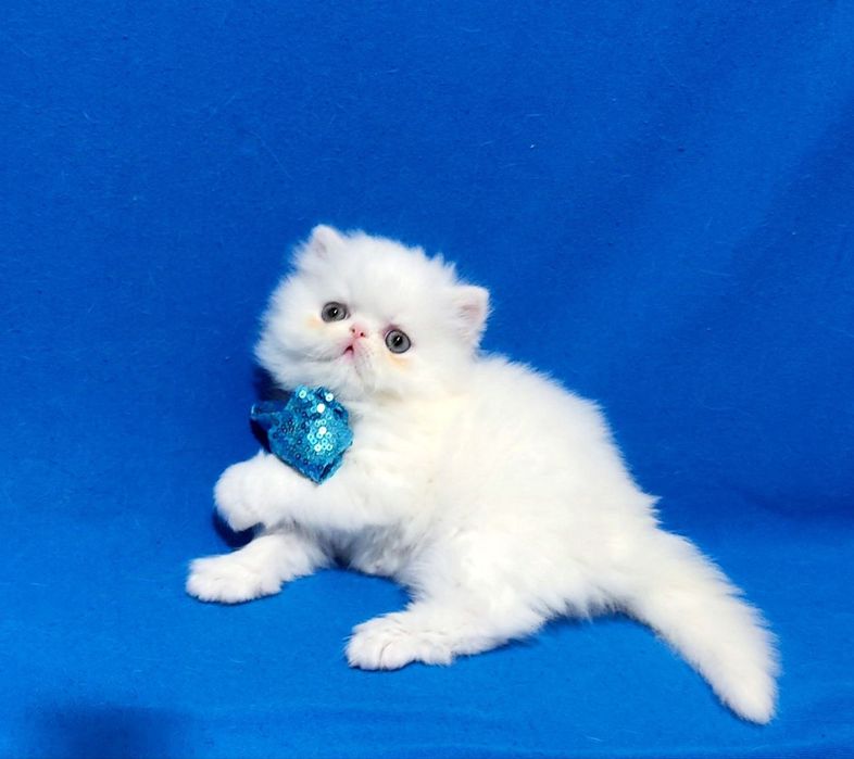 Гарний перс білого кольору.Дівчинка з документами.