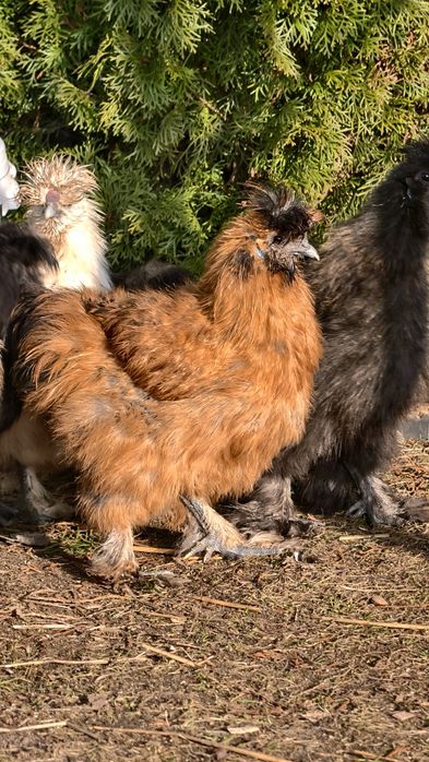 Silki jedwabiste koguciki