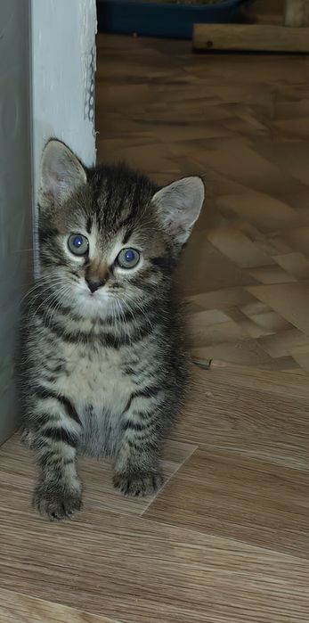Віддам кошенят в гарні руки.