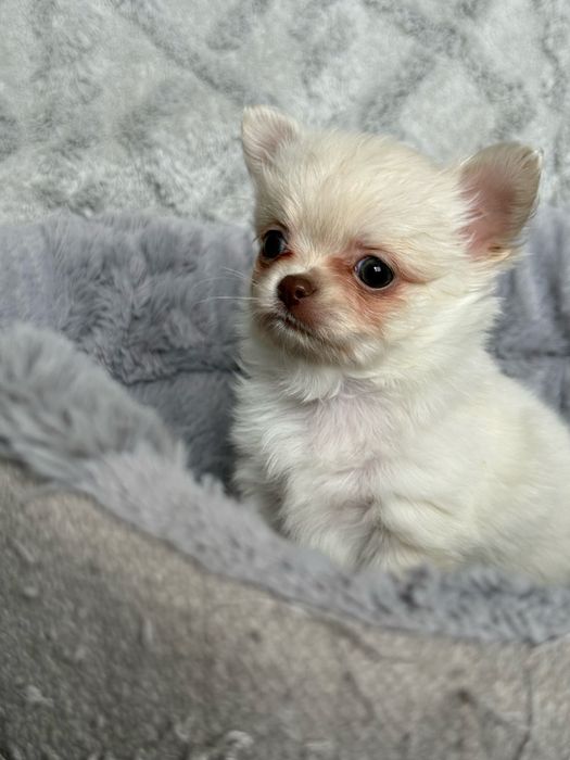 Chihuahua długowłosy chłopiec w kolorze białym