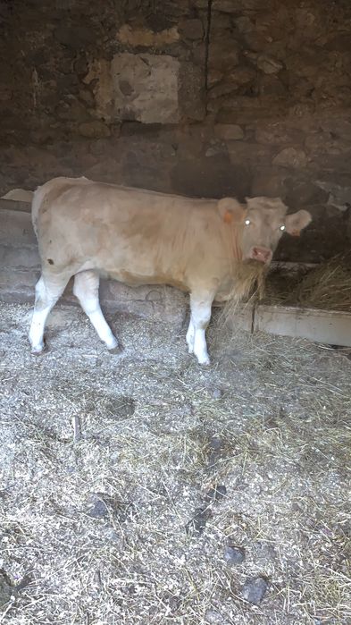 Vitela 7 meses cruzada charolês