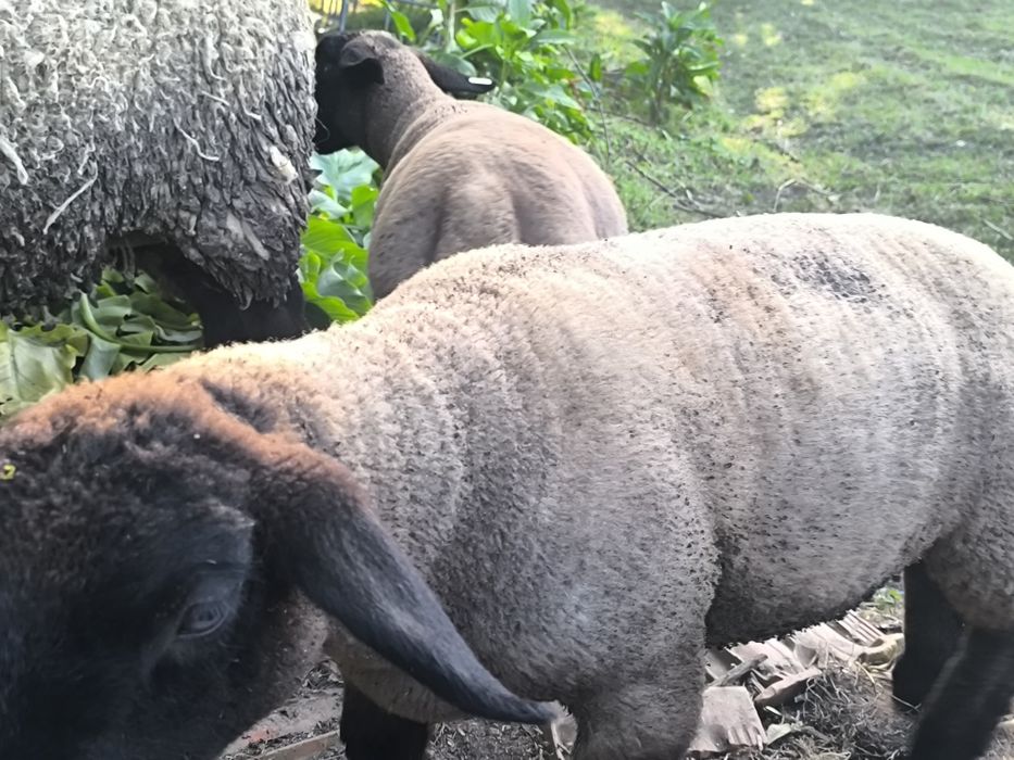 Borregos suffolks