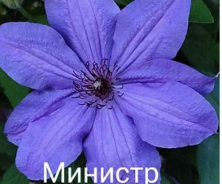 Клематис. Клематис червогий. Клематис голубий