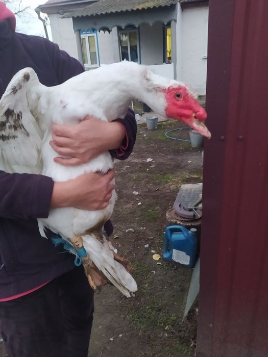 Качки шипуни німці. Ваговики.