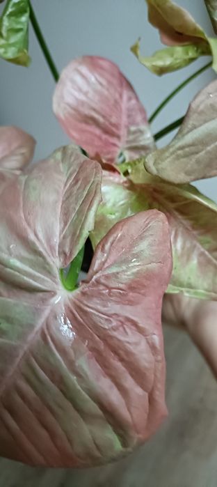 Syngonium Pink Aura Variagata
