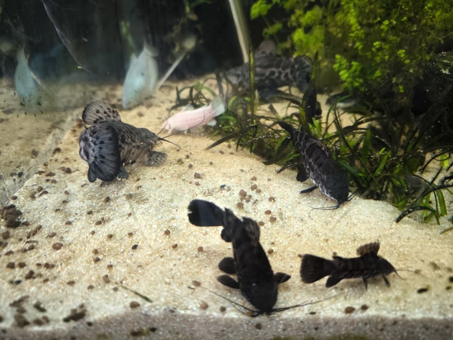Hoplosternum thoracatum