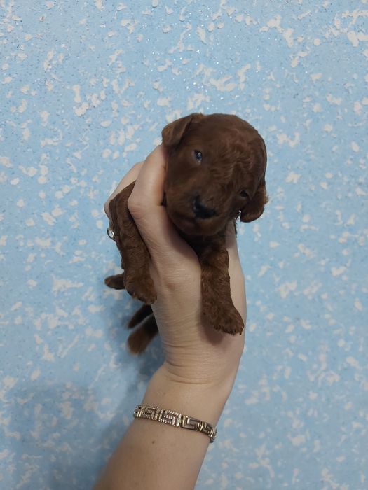 Тойчики від шикарної пари