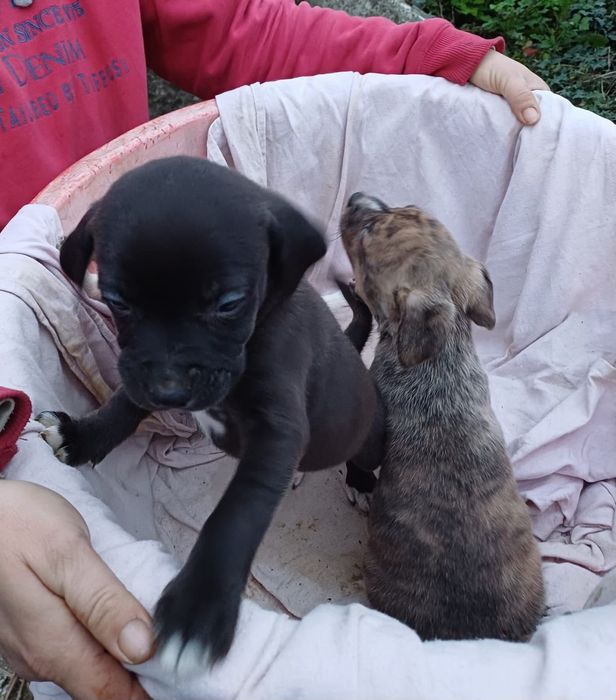 Adoç~ão Responsável - Cães Bebés