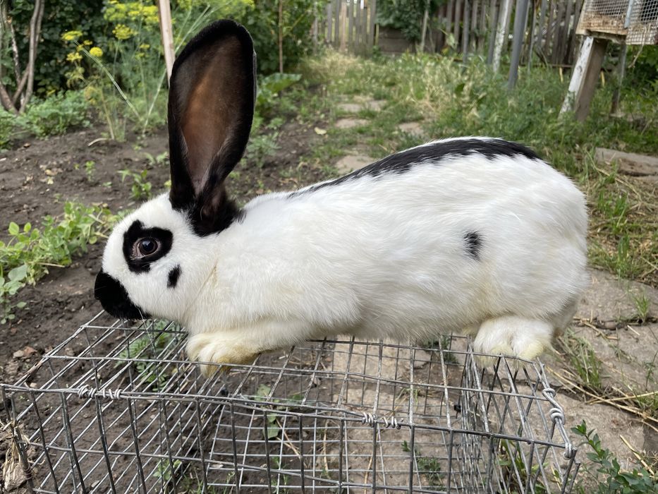 Французький баран