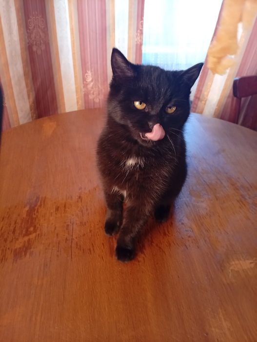 Віддамо котенят в добрі руки.