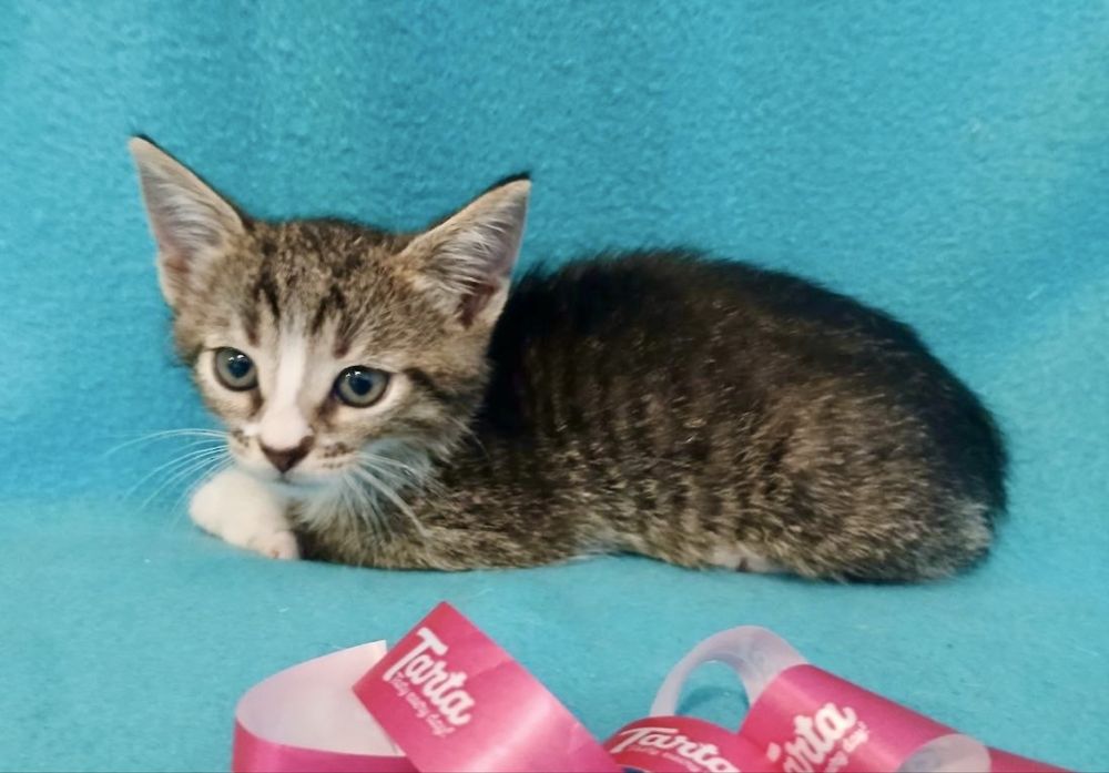 Котята 2мес тигровый котенок табби кішечка кошеня лесной кот полосатый пушистый