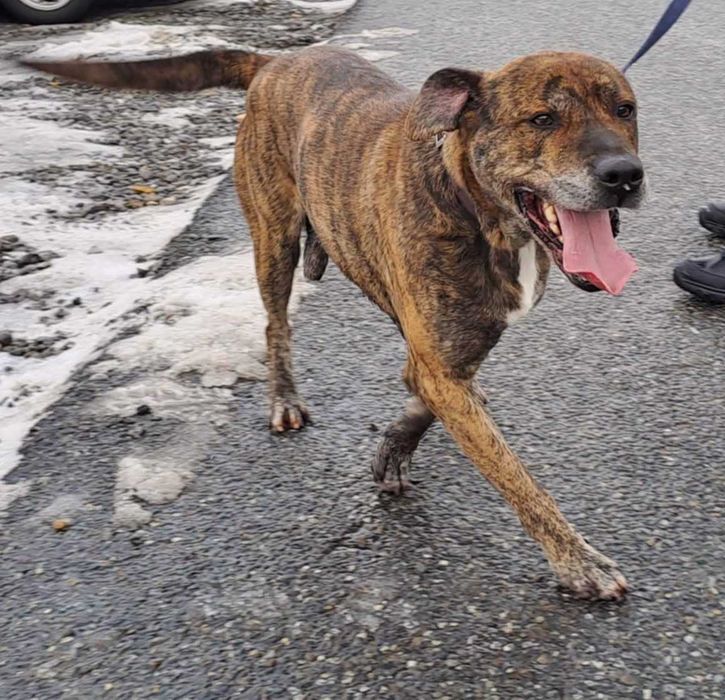 JJ (Dżeju) w typie dogo canario szuka dobrego domu !