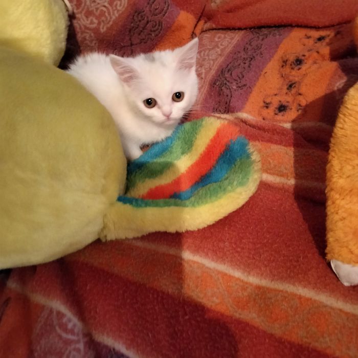 Дівчинка скоттіш страйт