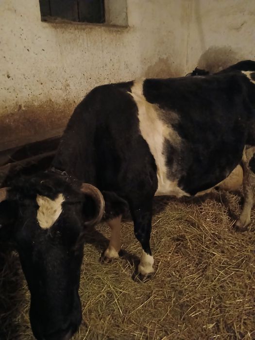 Sprzedam dwie krowy mleczne