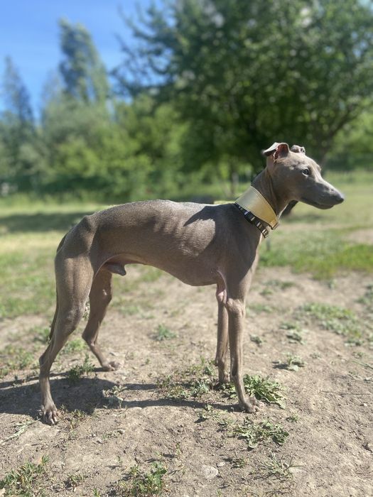 Вязка Левреткi (італійського грейхаунда)