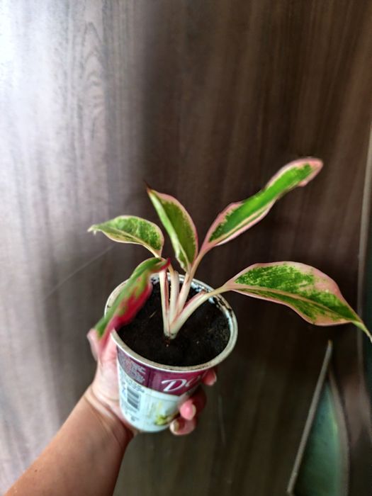 Аглаонема Маракот, Ліпстік пінк, Фрідман