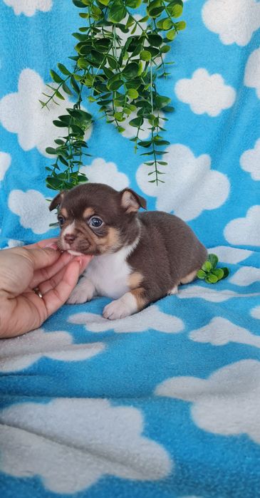 Excelente mini menina Chihuahua/Chiuaua de Qualidade, Linhagem Russa