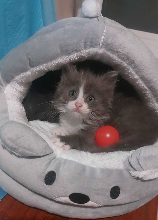 Отдам серо-белого пушистого котенка, девочка,  1,5 месяца