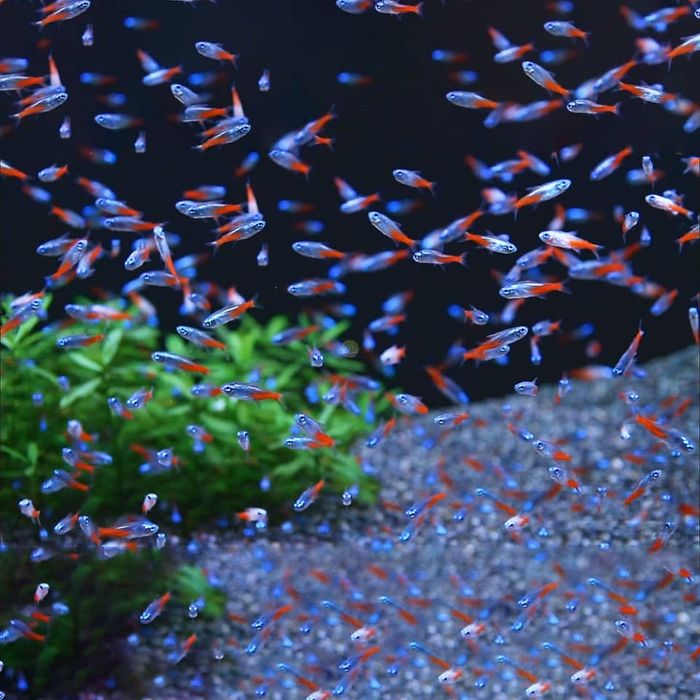 Neony Innesa Paracheirodon innesi