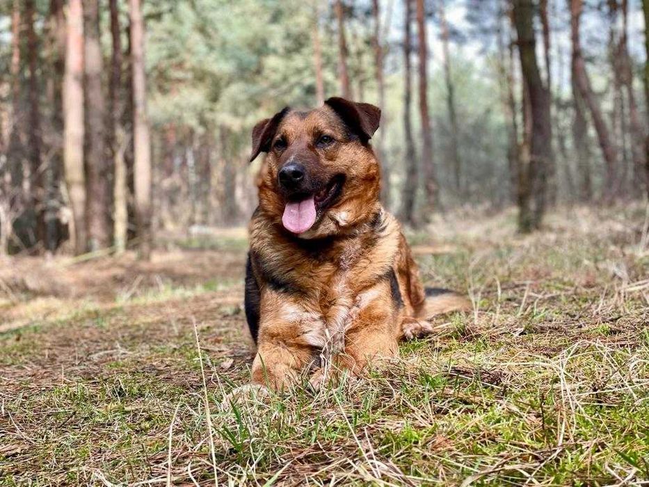 Tomi - duży, miły psiak szuka nowego domku :)