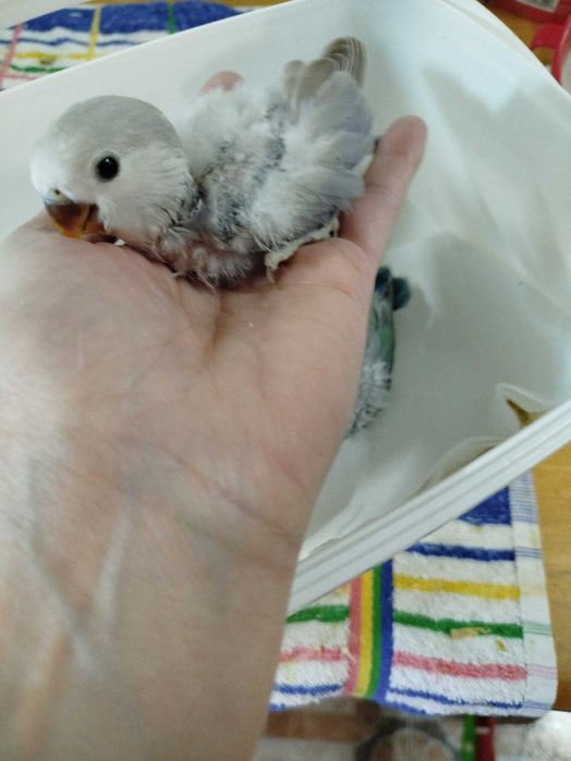 Roseicollis para acabar criar á mão