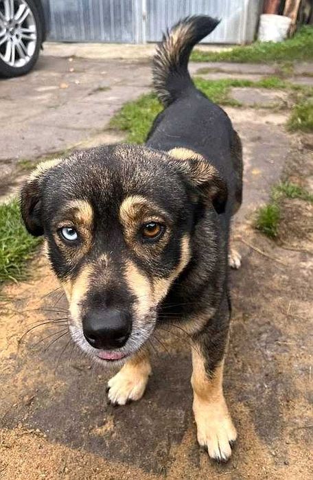 Znaleziono psa w Zwartowie