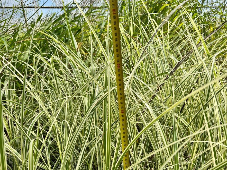 Miskant 'Rigoletto' Biało zielone liście (Miscanthus sinensis) 2L