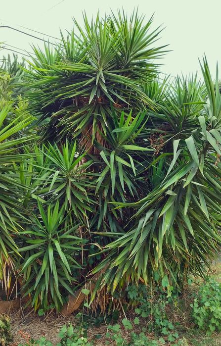 Plantas YUCA para jardim – Diversos tamanhos!