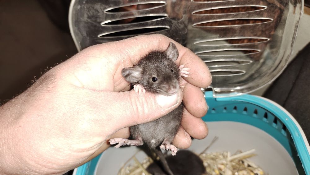 Криси Продам терміново Дамбо чорні , бежеві, руди.