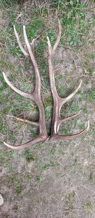 Роги оленя, скинуті в природних умовах