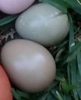 Casais de Faisão Versicolor disponíveis