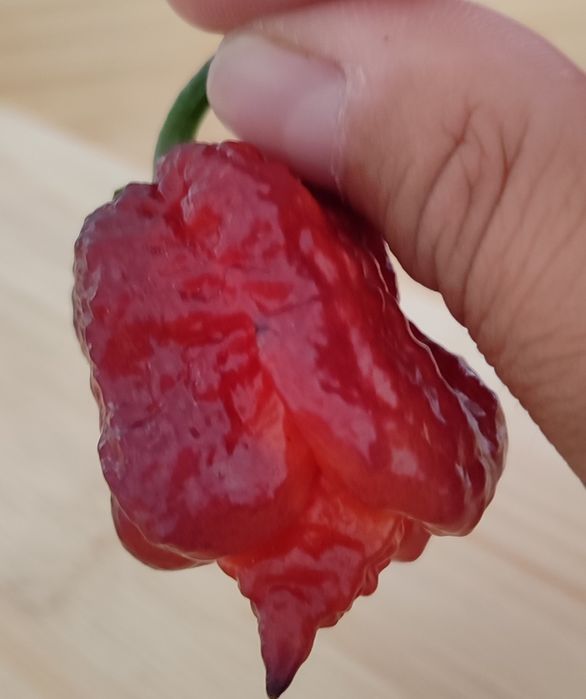 OFERTA Portes Envio , Sementes Pimentas Nucleares