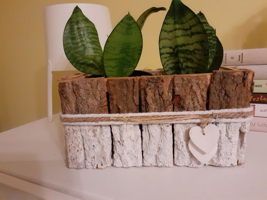 Sansevieria  kwiat doniczkowy 9 zlszt