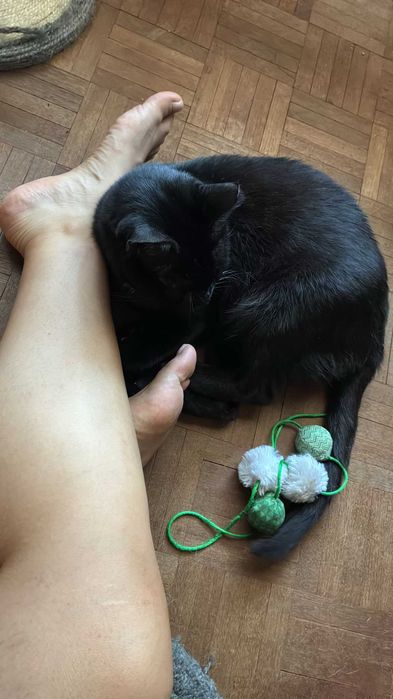 Gato para adoção consciente