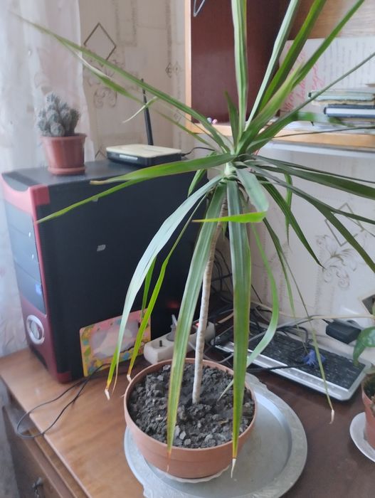 Продам квіти недорого