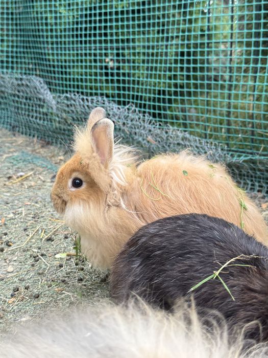 Młode króliki :)
