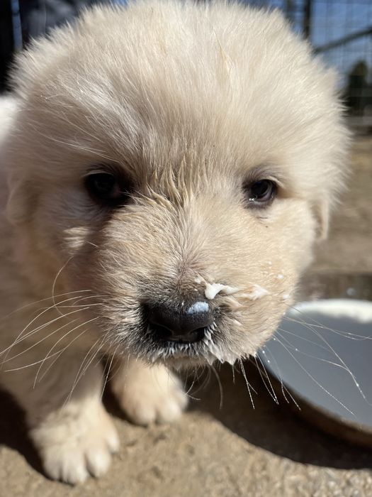 Owczarek podhalański