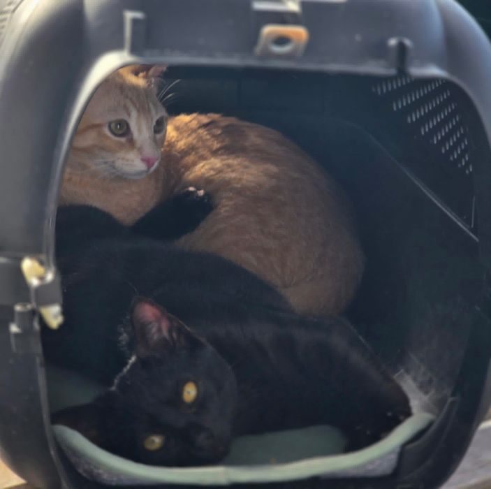 Gatinhos bebés 3,5 meses ADOÇÃO CONJUNTA