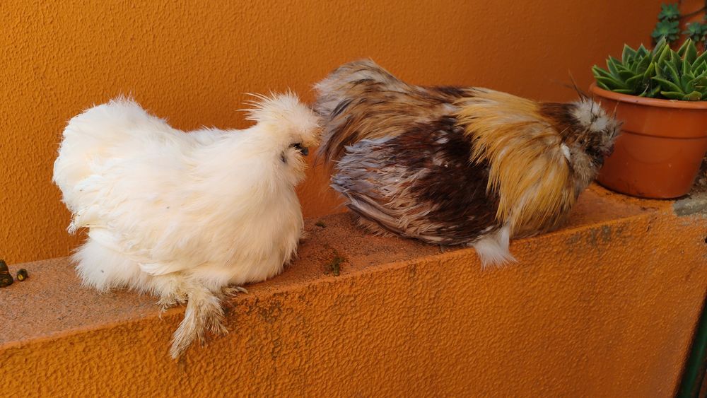 OVOS Galinhas brahmas / Sedosas barbudas