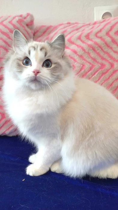 Wysterylizowana kotka 2 letnia