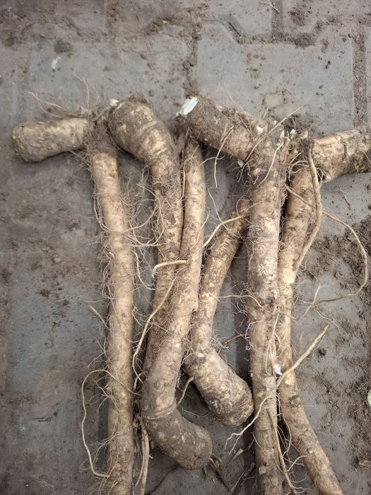 Sprzedam Chrzan Brudny Wysyłka!