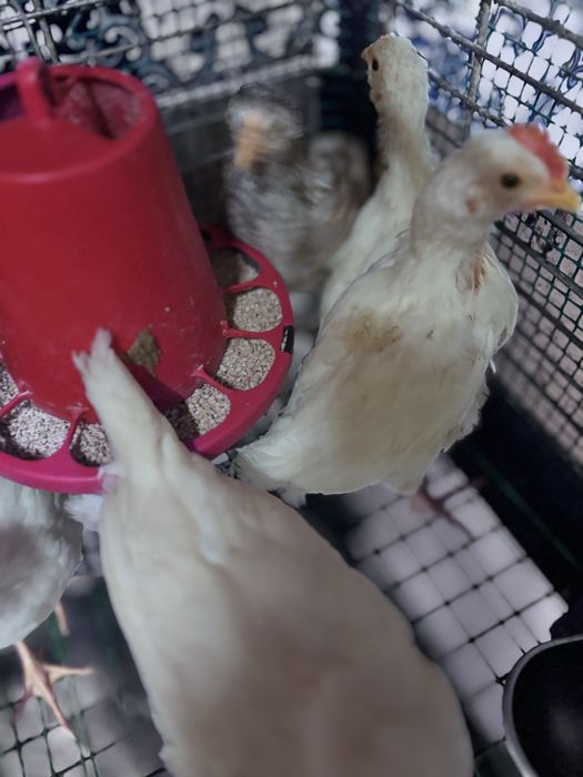 Frangas e frandos leghorn e poedeira