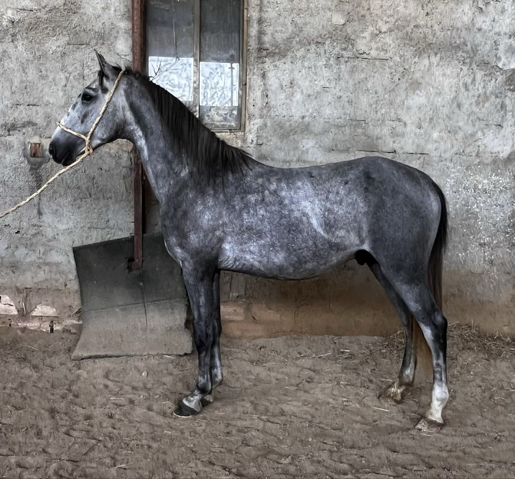 Poldro lusitano 3 anos