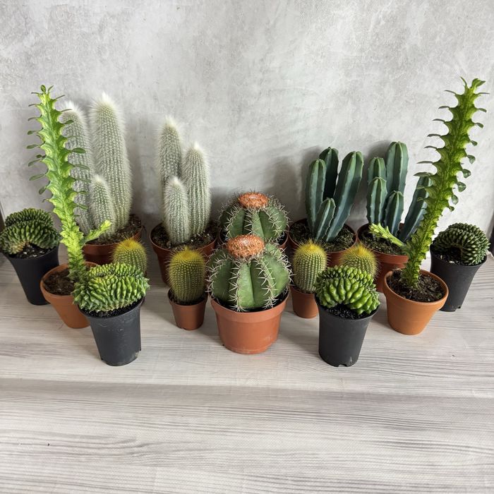 Cactus кактус кактуси сукуленти  cactus succulent еуіорбія euphorbia