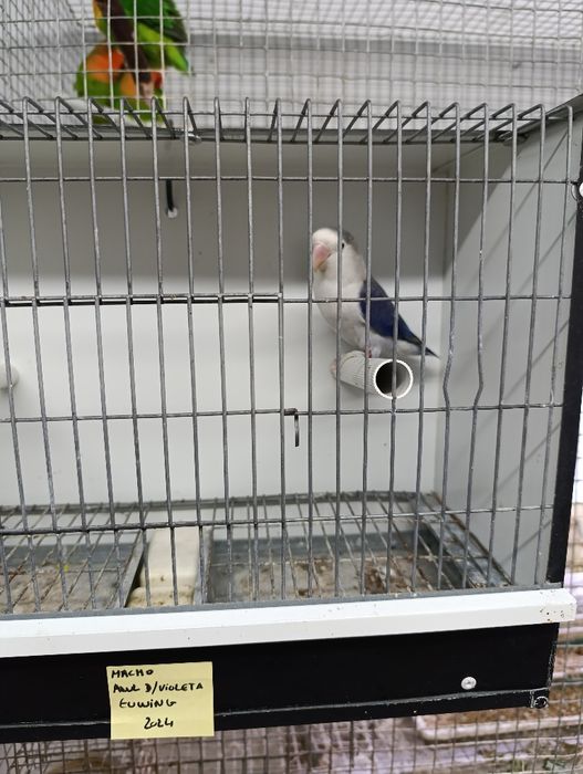 Agapórnis fischeris azul D Euwing macho